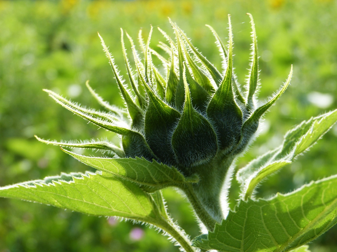 The Impacts of Pesticides on Biodiversity and Health